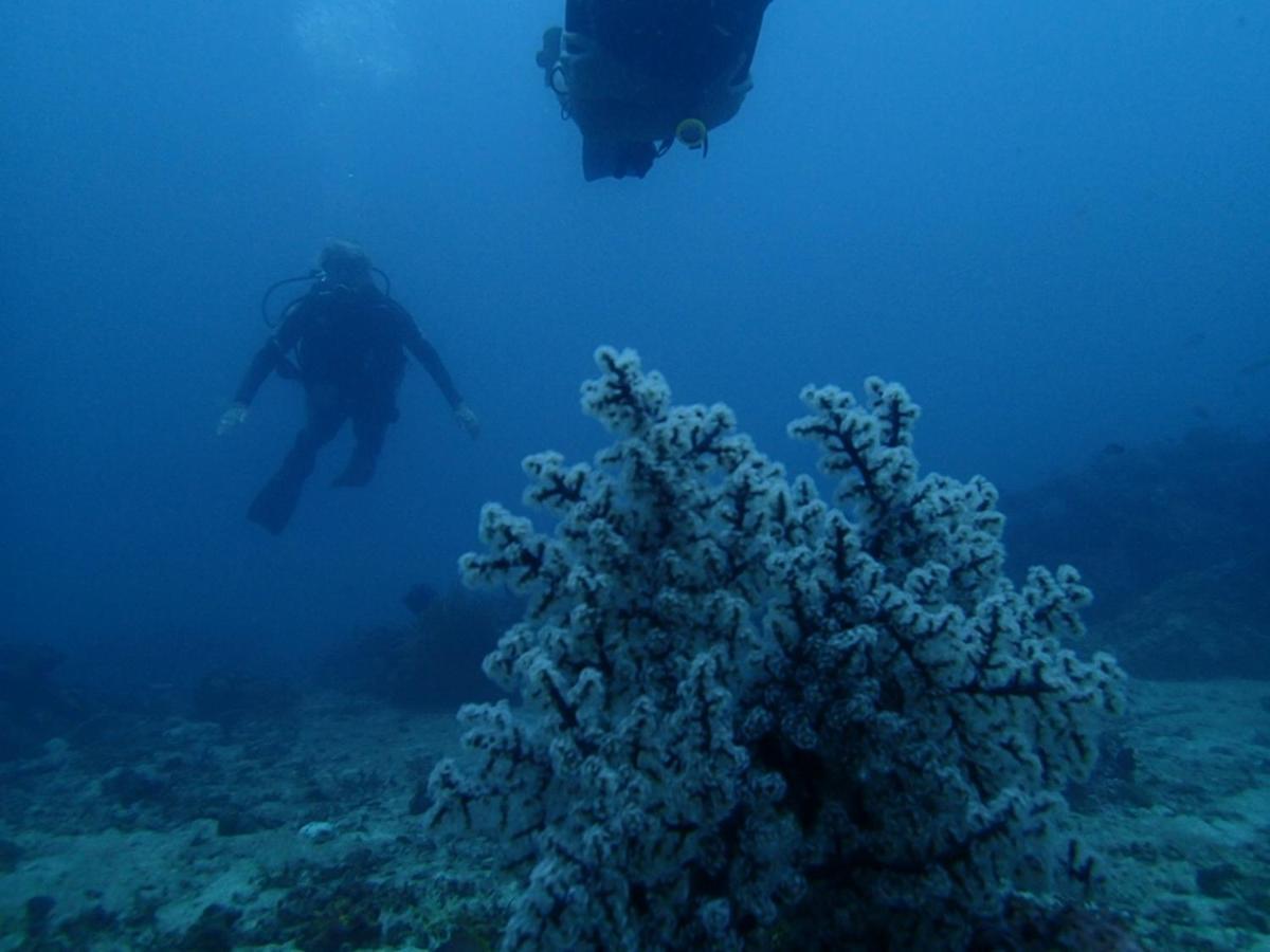Eliska Sari Bungalows Sumberkima Pemuteran Esterno foto